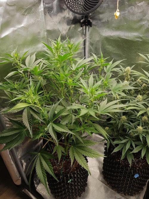 G Breath Auto. Week 7 - Ende Woche 7 Tag 47