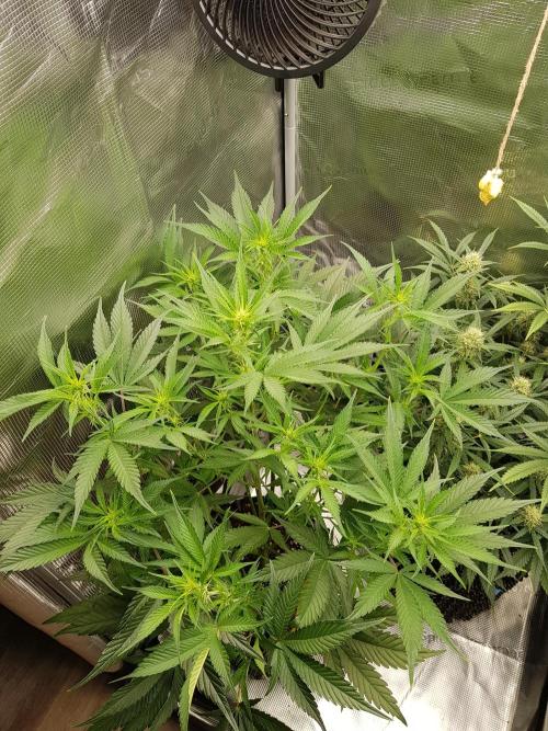 G Breath Auto. Week 7 - Ende Woche 7 Tag 47