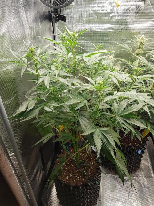 G Breath Auto. Week 7 - Ende Woche 7 Tag 48