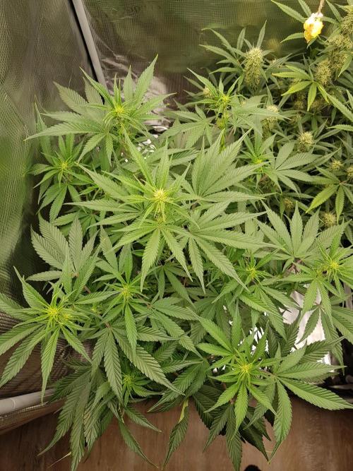 G Breath Auto. Week 7 - Ende Woche 7 Tag 48