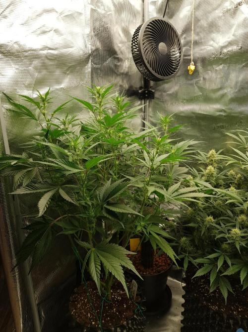 G Breath Auto. Week 7 - Ende Woche 7 Tag 49