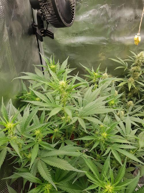 G Breath Auto. Week 7 - Ende Woche 7 Tag 49