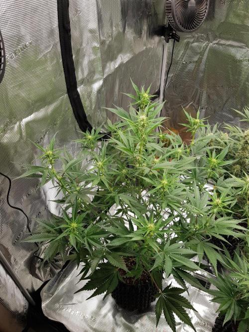 G Breath Auto. Week 8 - Beginn Woche 8 Tag 51