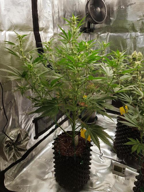 G Breath Auto. Week 8 - Beginn Woche 8 Tag 51