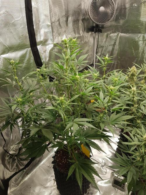 G Breath Auto. Week 8 - Beginn Woche 8 Tag 52