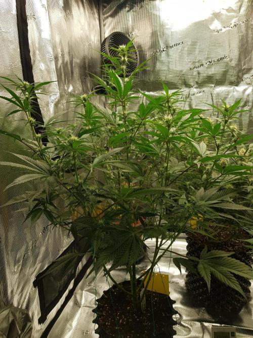 G Breath Auto. Week 8 - Beginn Woche 8 Tag 52