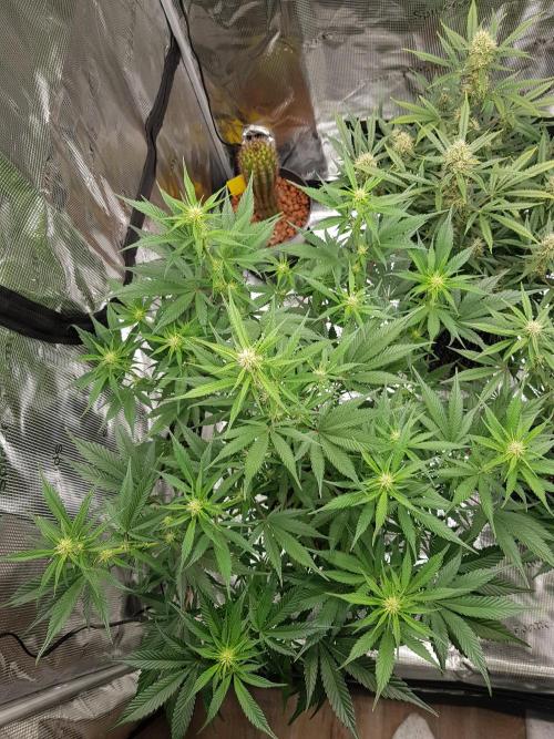 G Breath Auto. Week 8 - Beginn Woche 8 Tag 52