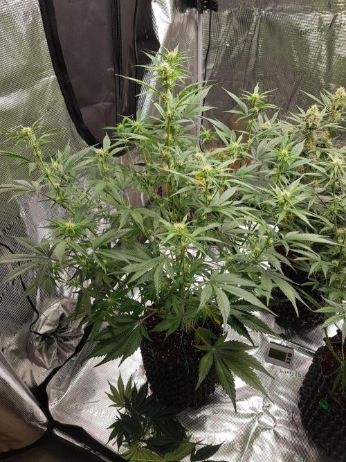 G Breath Auto. Week 8 - Beginn Woche 8 Tag 52