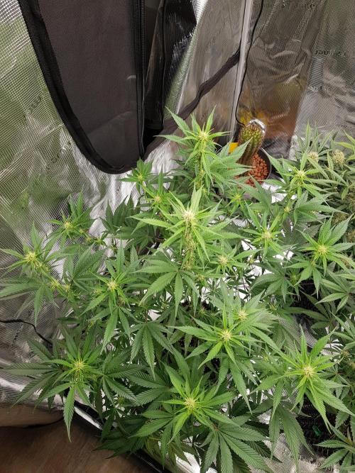 G Breath Auto. Week 8 - Beginn Woche 8 Tag 52