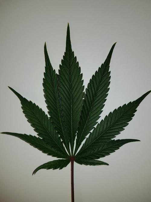 G Breath Auto. Week 8 - 9 Finger