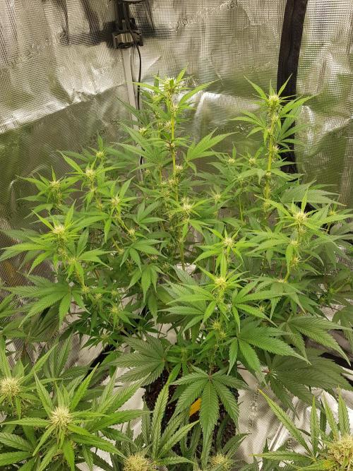G Breath Auto. Week 8 - Mitte Woche 8 Tag 53