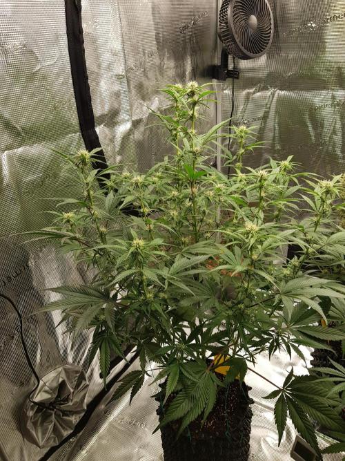 G Breath Auto. Week 8 - Mitte Woche 8 Tag 54