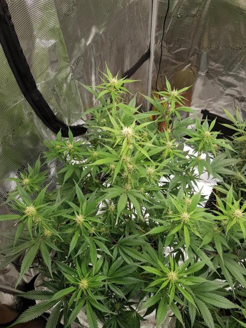 G Breath Auto. Week 8 - Mitte Woche 8 Tag 54
