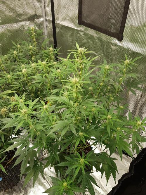 G Breath Auto. Week 8 - Mitte Woche 8 Tag 54