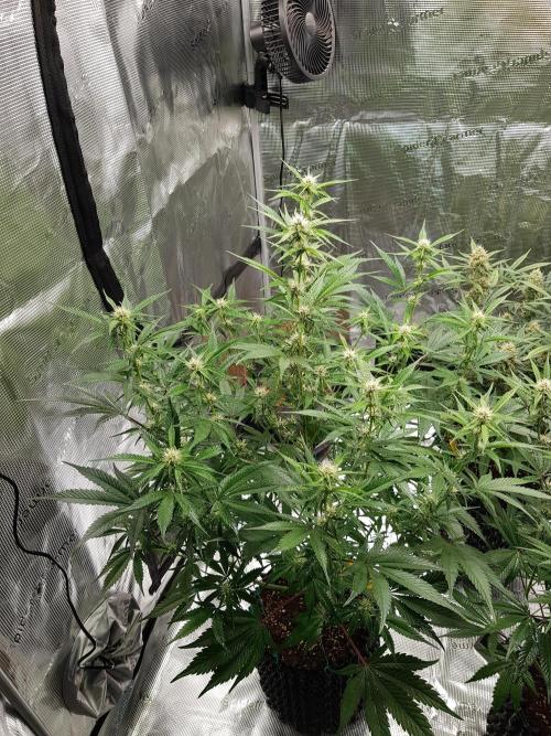 G Breath Auto. Week 8 - Ende Woche 8 Tag 55