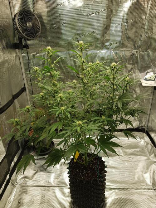 G Breath Auto. Week 8 - Ende Woche 8 Tag 56