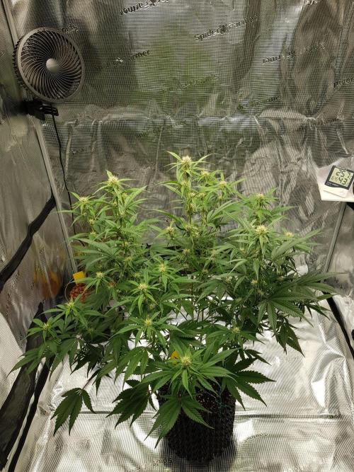 G Breath Auto. Week 8 - Ende Woche 8 Tag 56
