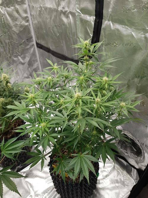 G Thumper Auto. Week 8 - Ende Woche 7 Tag 50 Einzug in das neue Zelt