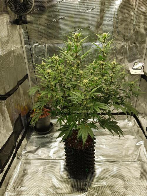G Breath Auto. Week 9 - Anfang Woche 9 Tag 58