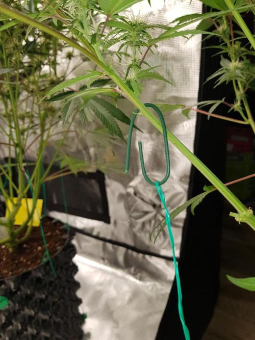 G Breath Auto. Week 9 - Anfang Woche 9 Tag 58