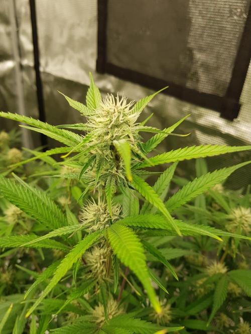 G Breath Auto. Week 9 - Anfang Woche 9 Tag 59