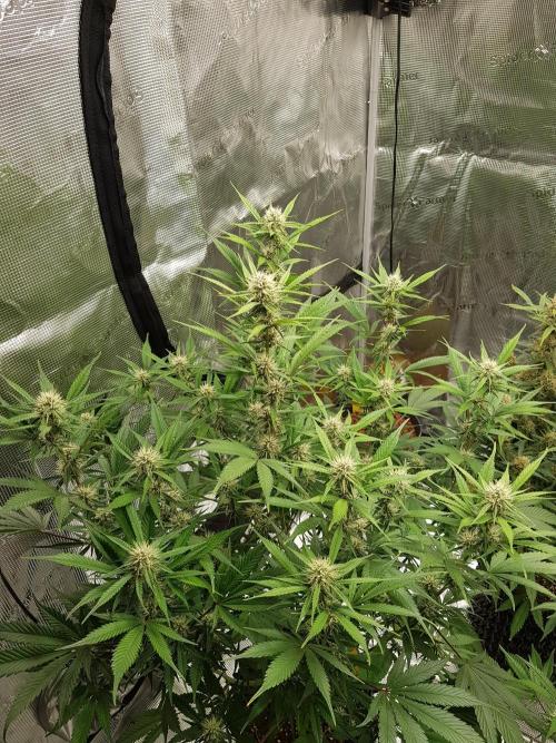 G Breath Auto. Week 9 - Mitte Woche 9 Tag 61