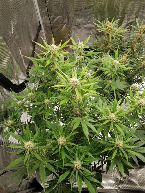 G Breath Auto. Week 9 - Mitte Woche 9 Tag 61