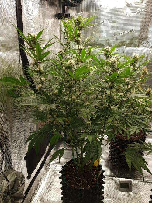 G Breath Auto. Week 9 - Mitte Woche 9 Tag 61