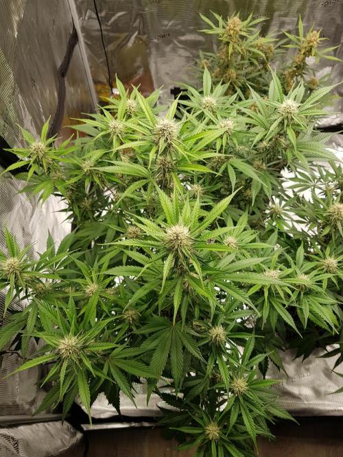 G Breath Auto. Week 9 - Mitte Woche 9 Tag 62