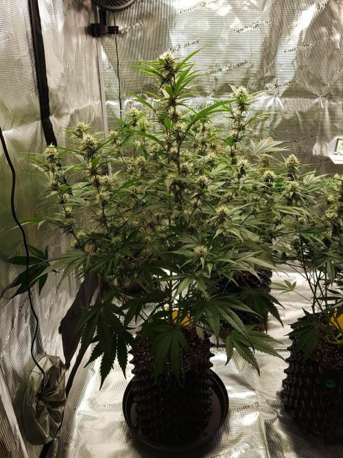 G Breath Auto. Week 9 - Mitte Woche 9 Tag 62