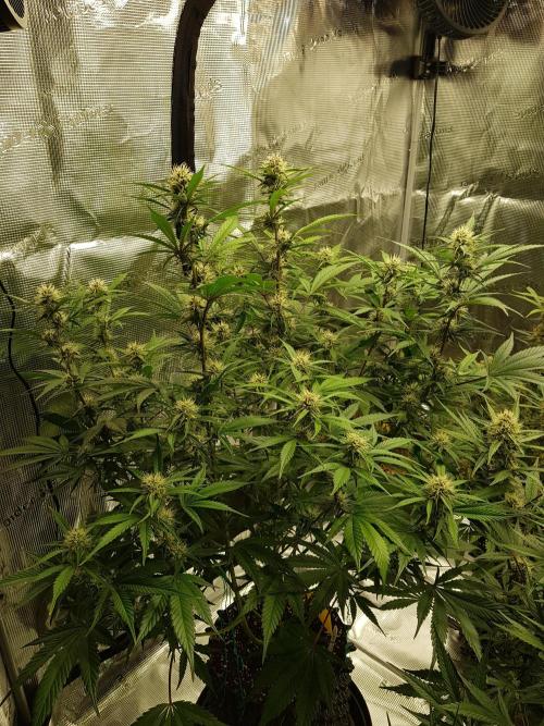 G Breath Auto. Week 9 - Mitte Woche 9 Tag 62