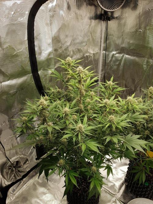 G Breath Auto. Week 9 - Ende Woche 9 Tag 64