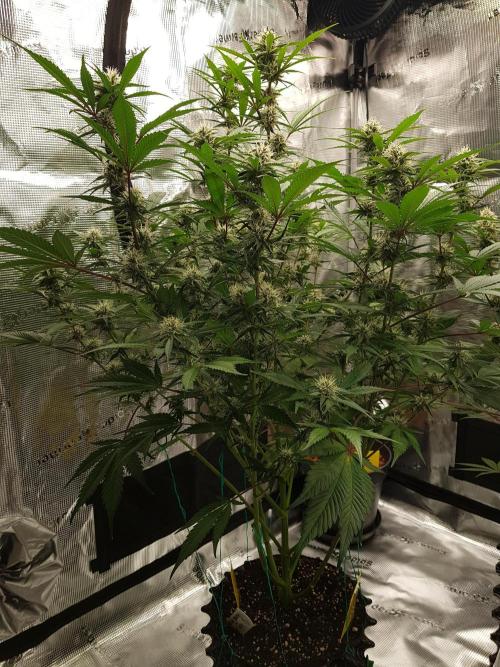 G Breath Auto. Week 9 - Ende Woche 9 Tag 64