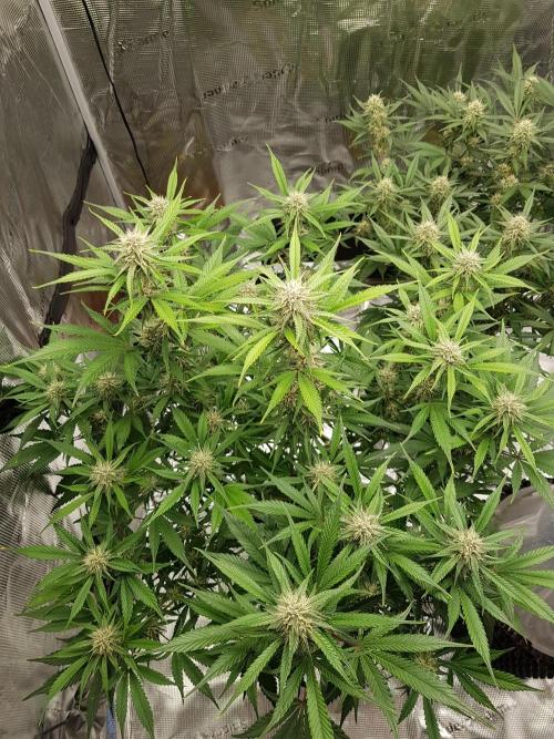 G Breath Auto. Week 9 - Ende Woche 9 Tag 64