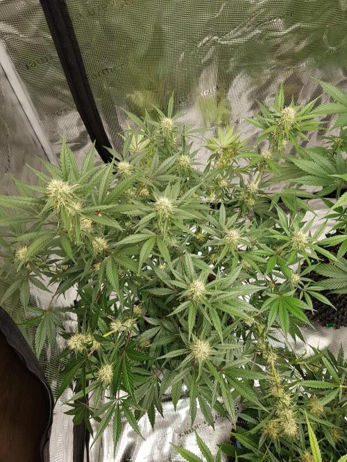 G Thumper Auto. Week 9 - Anfang Woche 9 Tag 59