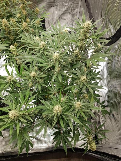 G Thumper Auto. Week 9 - Mitte Woche 9 Tag 61