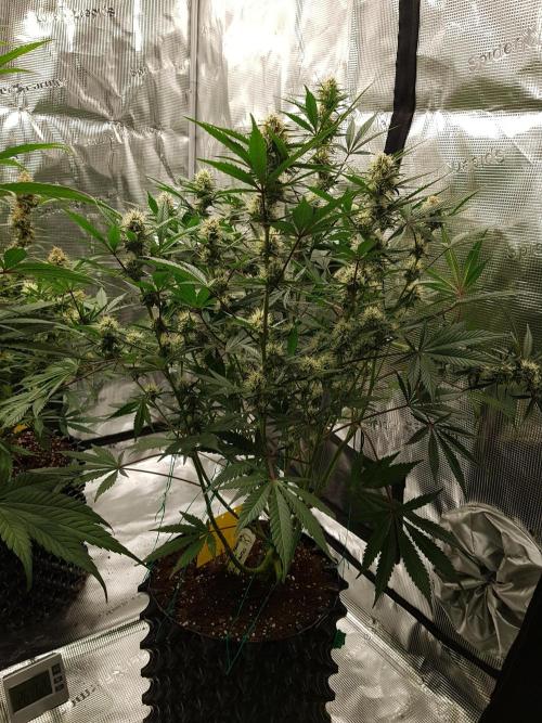 G Thumper Auto. Week 9 - Mitte Woche 9 Tag 61