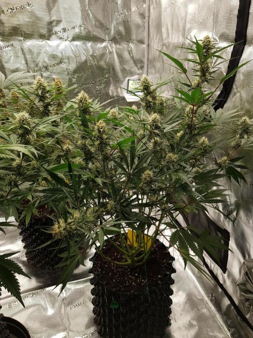 G Thumper Auto. Week 9 - Ende Woche 9 Tag 62