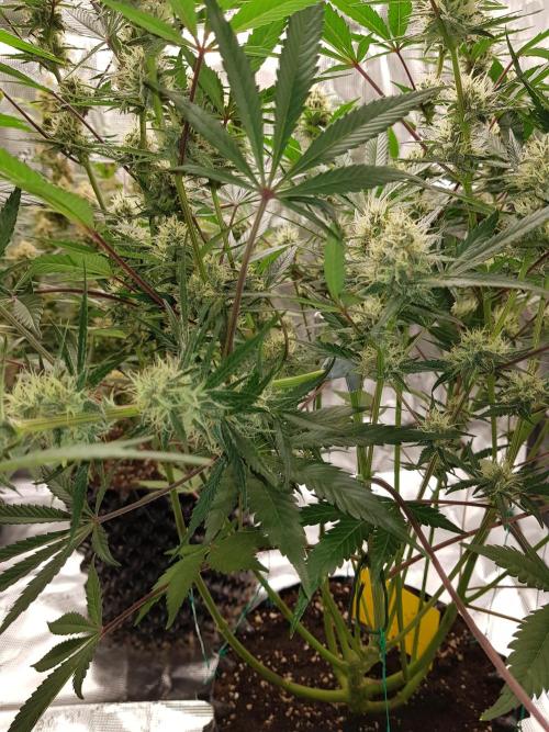 G Thumper Auto. Week 9 - Ende Woche 9 Tag 62