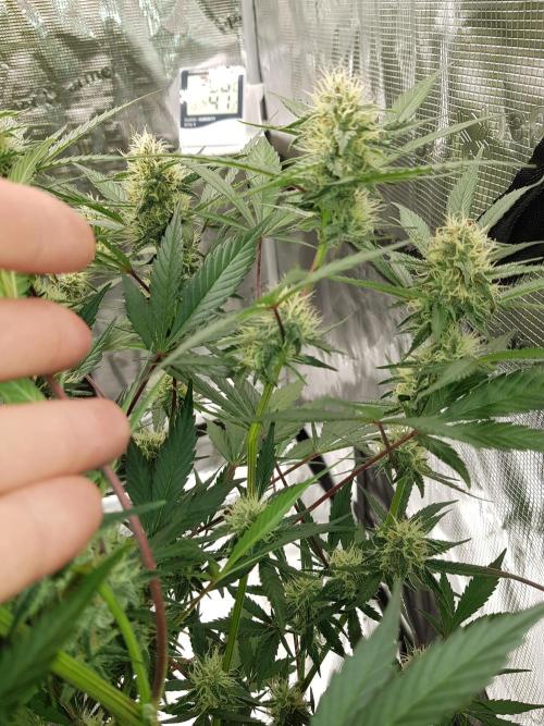 G Thumper Auto. Week 9 - Ende Woche 9 Tag 62