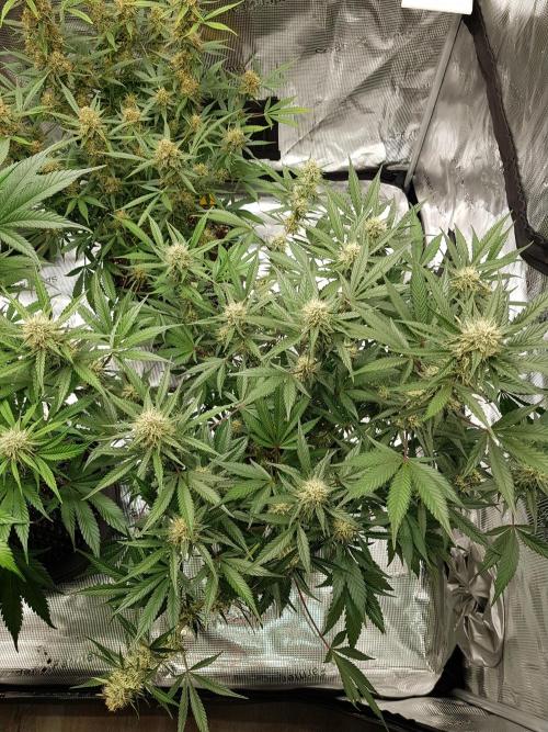 G Thumper Auto. Week 9 - Ende Woche 9 Tag 62