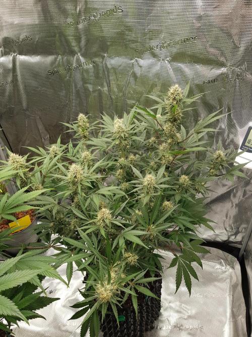G Thumper Auto. Week 9 - Ende Woche 9 Tag 64 Beginn Woche 10