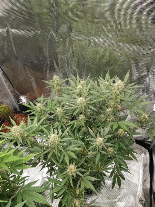 G Thumper Auto. Week 9 - Ende Woche 9 Tag 64 Beginn Woche 10