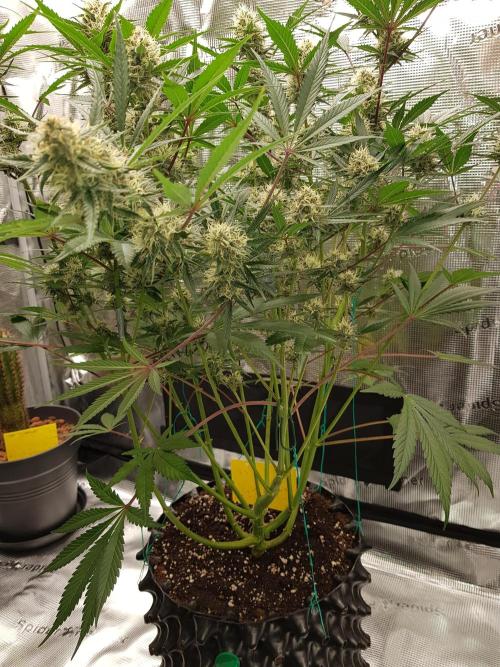 G Thumper Auto. Week 9 - Ende Woche 9 Tag 64 Beginn Woche 10