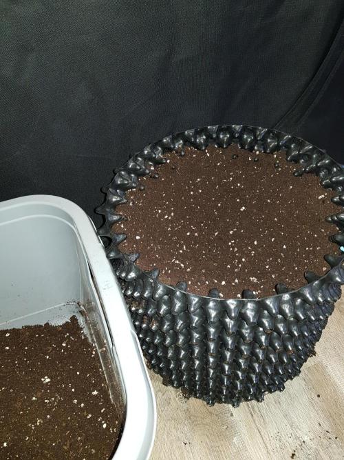 BubbleGum Auto. Week 1 - Tag 1 Erde angemischt