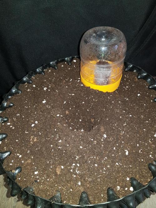 BubbleGum Auto. Week 1 - Tag 2 Transplantation