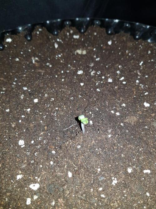 BubbleGum Auto. Week 1 - Tag 2 Transplantation