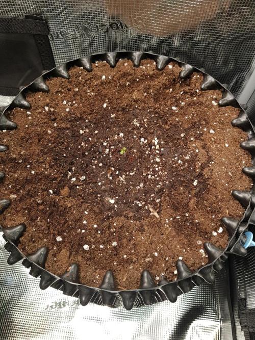 BubbleGum Auto. Week 1 - Tag 2 Angießen