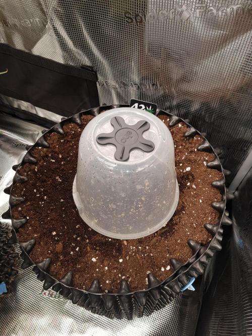 BubbleGum Auto. Week 1 - Tag 2 Schutzglocke um die Feuchtigkeit oben zu halten