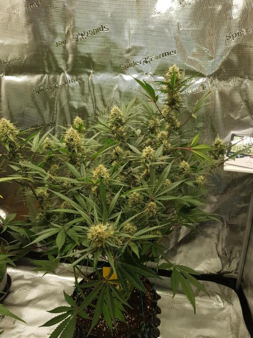 G Thumper Auto. Week 10 - Beginn Woche 10 Tag 65